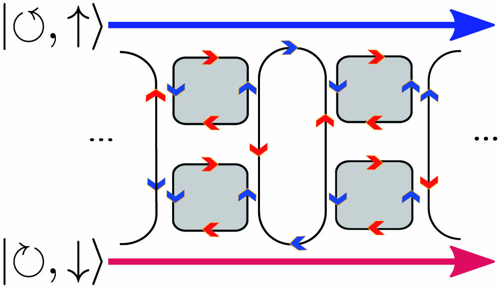 Schematic of the helical coupled-resonator optical waveguide (H-CROW). Pseudospin-momentum locking is achieved after a certain propagation distance, where each sublattice exhibits definite momentum for designated circulation mode, thereby facilitating a disorder-resistant transport. As opposite circulations exhibit opposite helicity, two co-propagating channels can be realized.