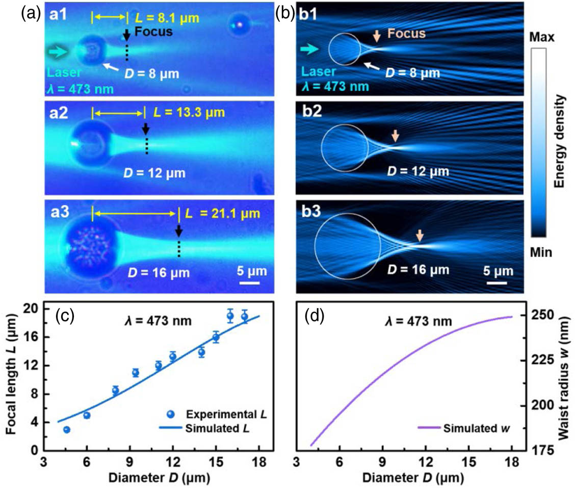 Focusing of the droplet microlenses in different sizes. (a) Optical microscope images of microlenses with diameters D of (a1) 8, (a2) 12, and (a3) 16 μm. (b) Simulated energy density distribution for each microlens. (c) L as a function of D at a fixed wavelength of 473 nm. (d) Waist radius (w) as a function of D at a fixed wavelength of 473 nm.