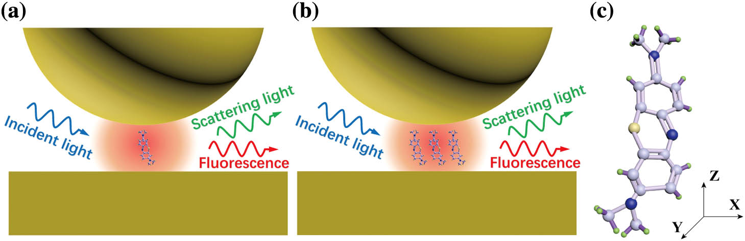 Schematic illustration of methylene blue molecules embedded in the nanogap of an NPoM structure and their quantum and optical interaction with plasmons excited by incident light. (a) A single methylene blue molecule placed in the hot spot (with the maximum electric field enhancement) of the nanogap, as depicted by the red circle. The Rabi splitting due to plasmon–molecules strong coupling can be reflected by the scattering light and fluorescence, but the weak fluorescence will be absorbed by plasmonic structure and become hard to detect. (b) In multi-molecule level, the real Rabi splitting can only be reflected by fluorescence, while the scattering light involves not only the Rabi splitting but also complex optical interaction. (c) Chemical structure of methylene blue molecule.