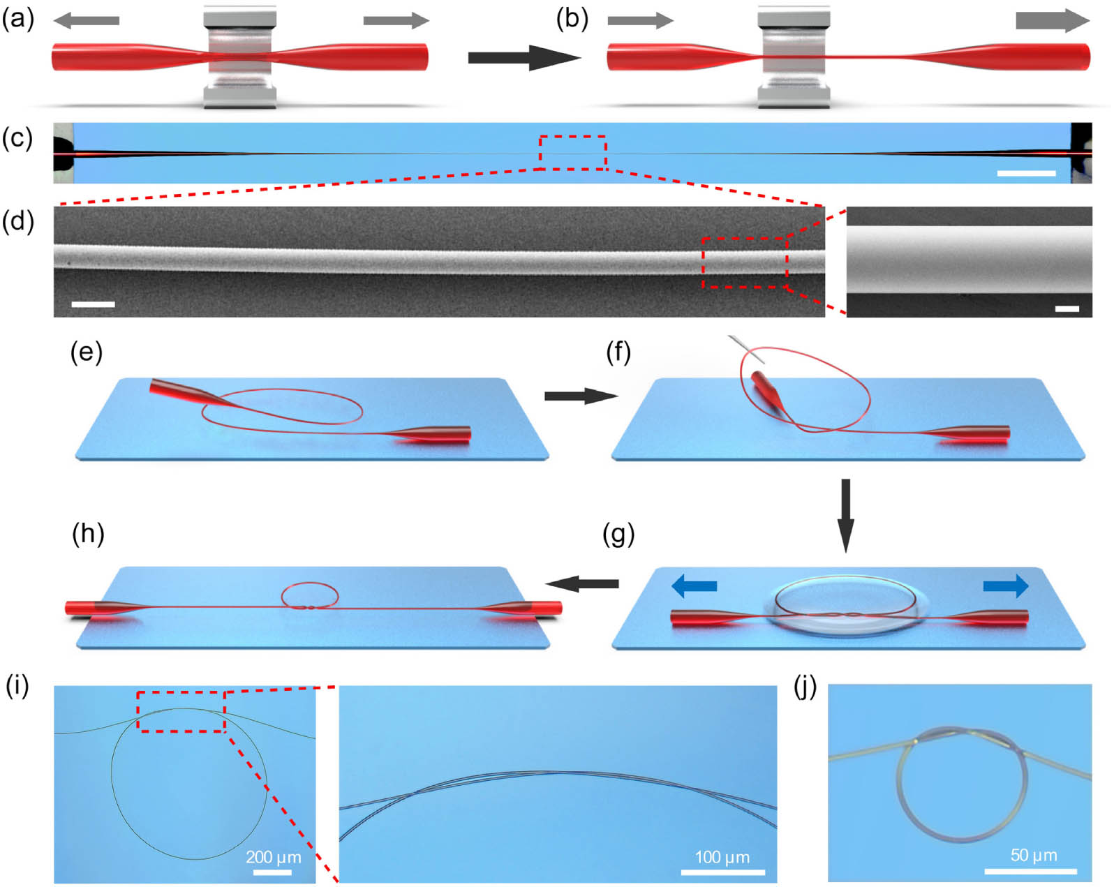 Fabrications of ChG microfibers and ChG MKRs. (a) and (b) Schematic illustrations of fabrication of a ChG microfiber with controllable waist length and diameter. (c) Optical micrograph of a biconically tapered ChG fiber consisting of a 5.6 μm diameter, 5 mm length ChG microfiber at the central area, and 14 mm length taper area connected to 250 μm diameter initial fiber at both ends. Scale bar, 2 mm. (d) Scanning electron microscope (SEM) image of the microfiber showing the high diameter uniformity. Scale bar, 10 μm. Inset: close-up SEM image of the microfiber, showing excellent sidewall smoothness of the microfiber. Scale bar, 2 μm. (e)–(h) Schematic illustrations of assembly of a ChG MKR in liquid. (i) Optical micrograph of an as-assembled 824 μm diameter ChG MKR using a 3.2 μm diameter ChG microfiber. Inset: close-up optical micrograph of the intertwisted overlap area with an effective coupling length of about 200 μm. (j) Optical micrograph of a 62 μm diameter ChG MKR assembled from a 3.5 μm diameter ChG microfiber.