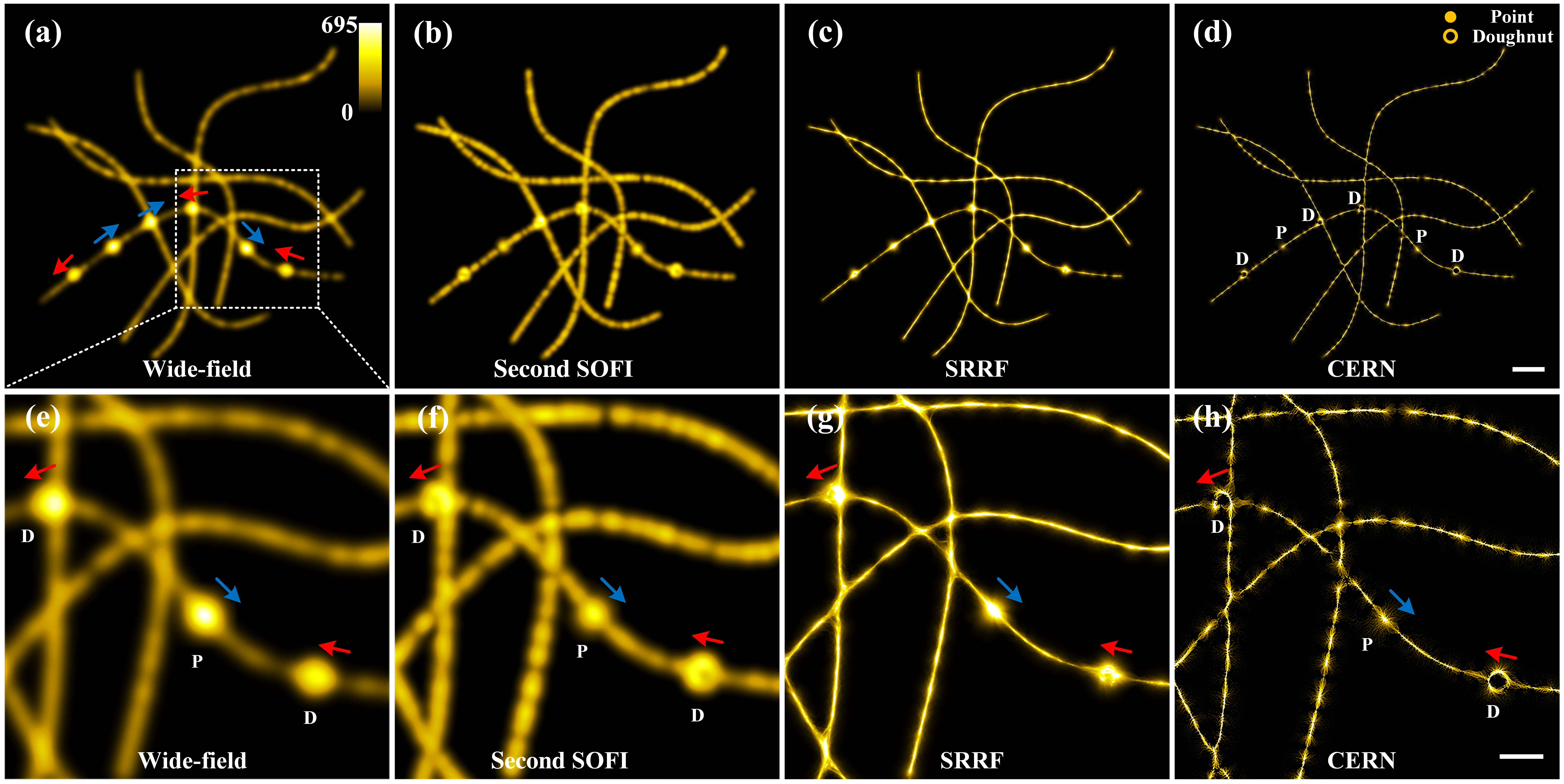 (a) Wide-field image of the simulated tubulin-like network with dynamic doughnut-shaped and point-like nanoscale cargoes moving along network lines; (b), (c) second-order SOFI and SRRF (TRA) images of the simulated dynamic structure; (d) CERN image of the simulated dynamic structure, precisely discerning the doughnut-shaped cargoes (marked by “D”) from the point-like cargoes (marked by “P”); (e)–(h) magnified images indicated by the white dotted regions from (a) to (d). For the cargoes marked by “P,” we generated the cargo images by convolving point-like structures (30 nm radii) with a Gaussian PSF. For the cargoes marked by “D,” we generated the cargo images by convolving ring-like structures (90 nm radii) with a smaller Gaussian PSF. Different PSFs indicated the labeling of two different types of fluorophores with distinct wavelengths for imaging different targets. The blue and red arrows represent the different moving directions of the cargoes along the network lines. Scale bars, 1 μm in (a)–(d); 300 nm in (e)–(h).