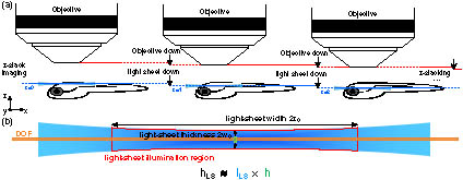 Schematic of Gaussian beam light-sheet z-stacking imaging. (a) z-stacking imaging by moving light-sheet and objective. (b) Illumination region and system DOF under the large FOV imaging.
