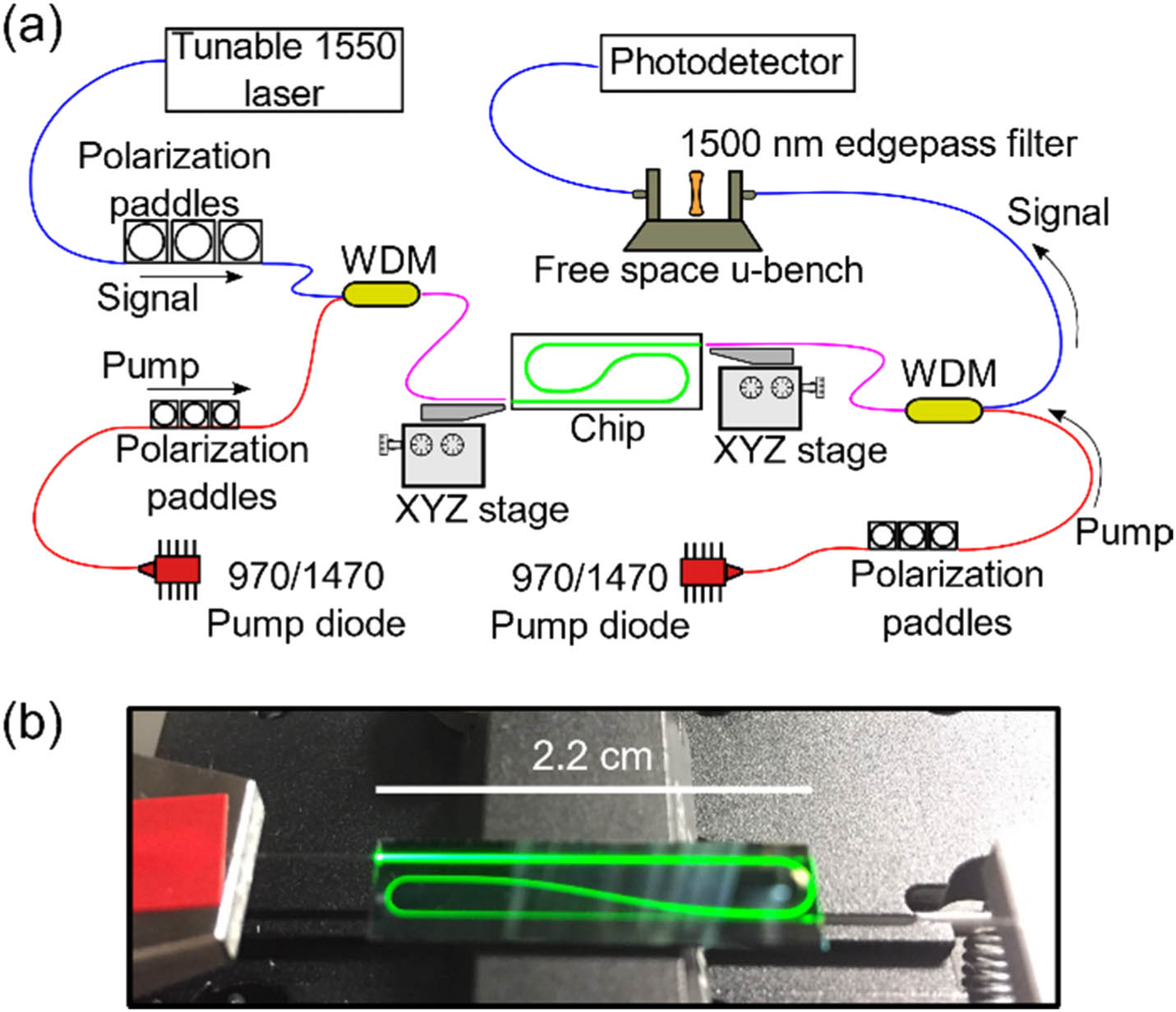 Diagram of the double-side pumping setup used to measure gain on the TeO2:Er3+-coated Si3N4 chips. (b) Image of the chip showing the characteristic green light emission of erbium when pumping the paperclip waveguide.