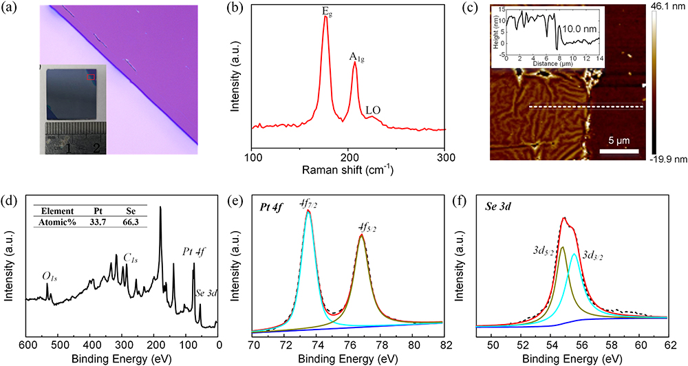 (a) Optical microscopy image of the CVD grown PtSe2 film. (b) Raman spectrum of PtSe2 film. (c) AFM image of the transferred PtSe2 and the typical height profile along the white dashed line. XPS spectra of (d) the PtSe2 film, (e) the Pt 4f region, and (f) the Se 3d region.