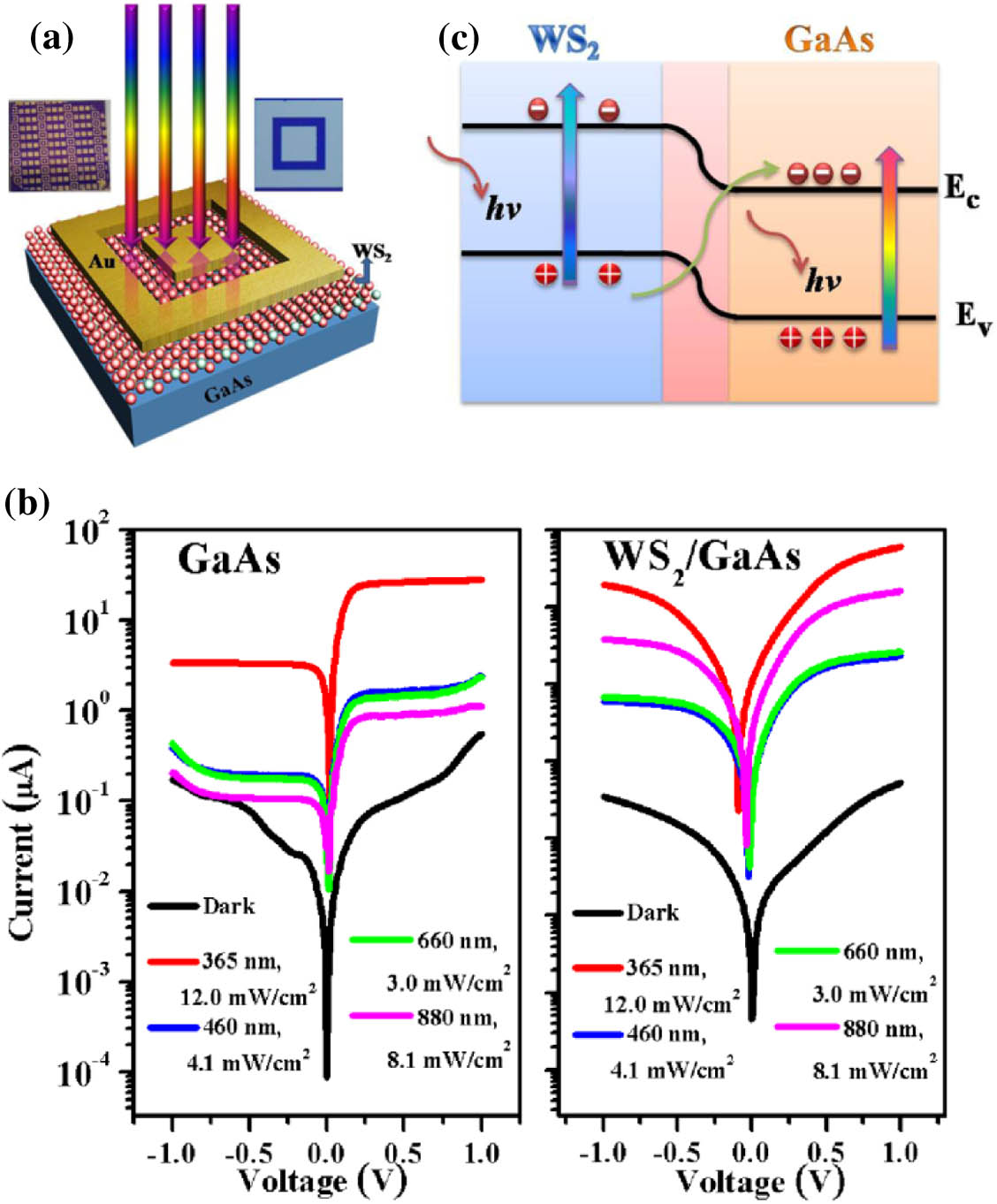(a) Schematic structure of the WS2/GaAs photodetector, and the insets are the optical microscopy images of the device arrays (left) and single device (right). (b) Dark and light I–V curves of the GaAs photodetector (left) and WS2/GaAs photodetector (right) under different wavelength light illumination (365 nm, 460 nm, 660 nm, and 880 nm). (c) Schematic band diagrams at the interface of the WS2/GaAs heterojunction.