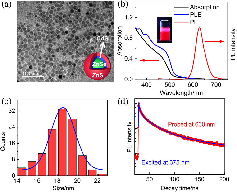 (a) TEM image of ZnSe/CdS/ZnS NCs. Inset: their schematic structure. (b) The absorption, PL (excited at 365 nm), and PLE spectra of NCs. The inset shows their colloidal solutions under UV illumination (λ=365 nm). (c) The diameter distribution of the NCs. (d) Time-dependent PL intensity of ZnSe/CdS/ZnS NCs detected at 630 nm.