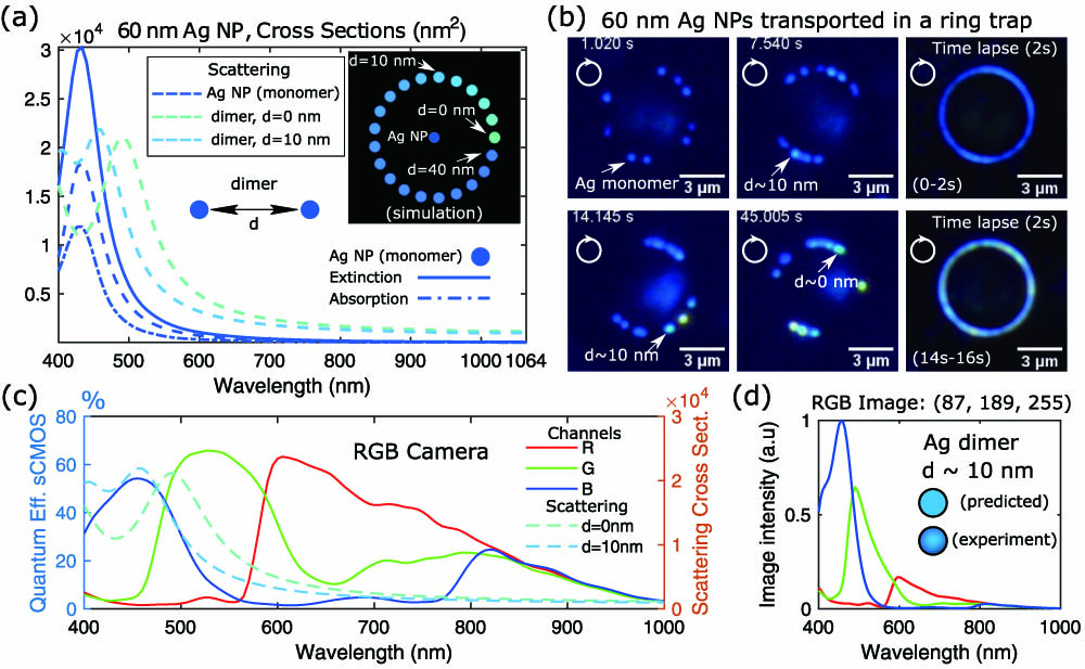 (a) Calculated cross sections for a single silver NP (a=30 nm radius) and for a dimer with interparticle distance d=0 nm and d=10 nm; (b) measured dark-field images and time-lapse images illustrating the optical transport of the NPs around the considered ring traps (R=3 μm radius); see Visualization 3; (c) spectral response of the RGB camera along with the scattering cross sections for d=0 nm and d=10 nm. The corresponding predicted RGB color, shown in (d) for the case of a silver dimer with d=10 nm, is in good agreement with the experiment (measured RGB color) as displayed in the inset of (d).