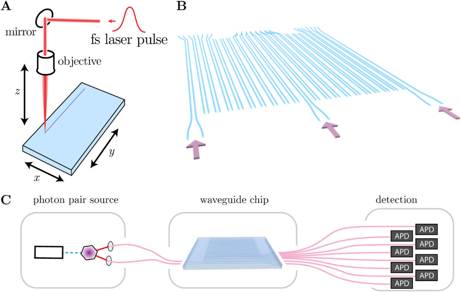 Experimental setup. (A) Direct laser writing technique: femtosecond-laser pulses are focused into a moving glass sample, forming a waveguide trajectory. (B) Waveguide structure, consisting of an incoupling fanning, the actual SSH waveguide lattice with alternating couplings, and a fan-out. The lattice can be excited in the bulk, at the trivial and topological edge. (C) The full experimental setup consists of a spontaneous parametric down conversion (SPDC) photon pair source, fiber arrays that couple the photons into and out of the functional structure on the chip, and avalanche photodetectors.