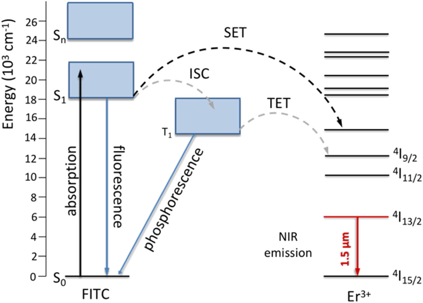 Mechanism of ET in FITC sensitized Er3+-doped CaF2 nanoparticles.