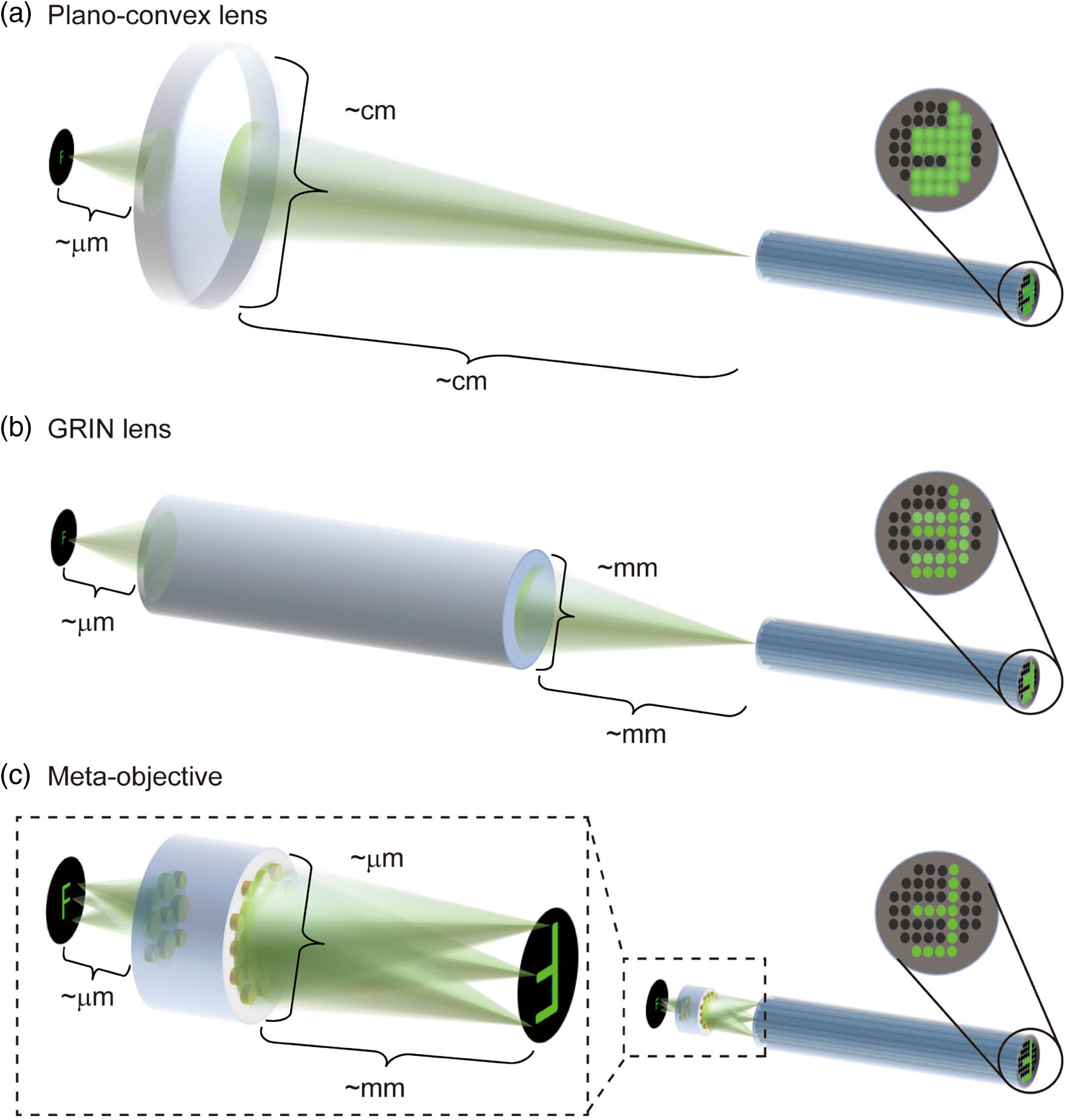 Schematics of microscope objectives for fiber bundle microendoscopes with different sizes and image qualities. (a) Plano–convex lens-based probe with centimeter diameter. (b) Graded index (GRIN) lens-based probe with millimeter diameter. (c) Probe based on the meta-objective with micrometer diameter, greatly reducing the size of the probe compared with (a) plano–convex lenses and (b) GRIN lenses. The dotted line enlarged section in (c) illustrates that meta-objective can eliminate monochromatic aberrations in full field of view (FOV) of both on- and off-axis, while the plano–convex lens and GRIN lens can only achieve on-axis aberration correction. The solid line magnified parts (rightmost) show the images transmitted through fiber bundles. Obviously, the use of the metalens-based objective produces aberration-free pictures.