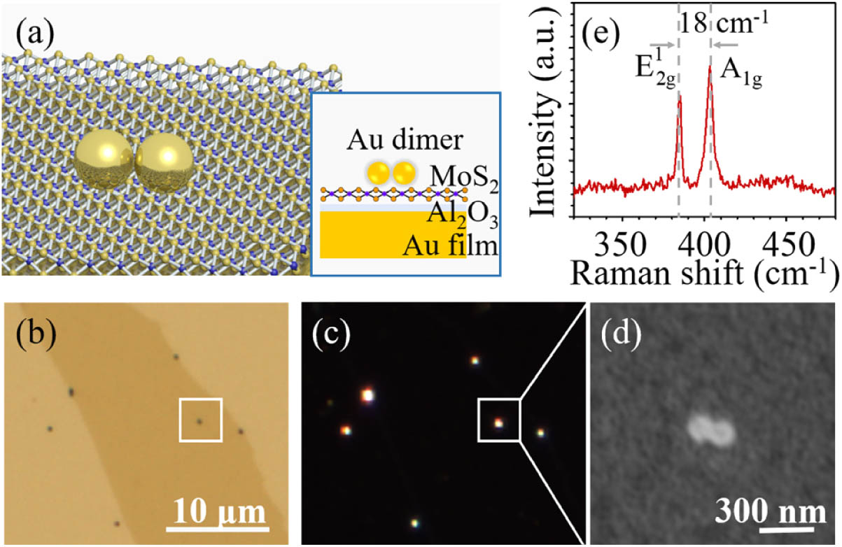 (a) Schematic of Au nanosphere dimer-on-film nanocavity (DoFN) composed of the Au nanosphere dimer and Au film spaced by the monolayer MoS2 and Al2O3. (b) Bright- and (c) dark-field images of the Au dimer DoFNs. The white boxes denote the Au dimer measured in the optical setups. (d) SEM image of the DoFN. (e) Raman spectrum of the monolayer MoS2 taken nearby the dimer.