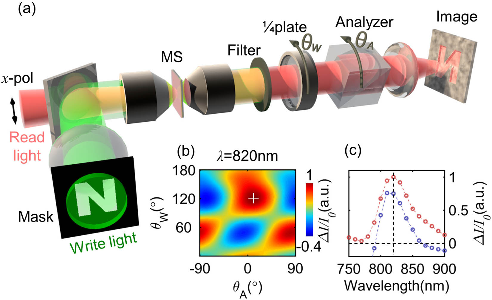 Image projection based on an MS-OASLM. (a) Schematic of the MS-OASLM image projection system. An input mask is imaged onto the MS plane using 532 nm green light and is duplicated in form of a spatially inhomogeneous polarization distribution in readout light. Such a polarization replica is transformed into an intensity replica by filtering through a combination of a waveplate and a polarizer. (b) Nonlinear intensity modulation ΔI transformed from polarization modulation. θW and θA are azimuth angles of the waveplate and analyzer, respectively. In the example shown, the wavelength of the read light is 820 nm. The maximum modulation is indicated by a white cross. ΔI is divided by the incident read light intensity (I0) to get rid of the influence of the power fluctuation of the read laser. (c) Nonlinear modulations to read light intensity at different wavelengths. Blue curve: only contribution from the nonlinear spectral shift in transmitted intensity is considered. For the wavelengths shorter than 790 nm or longer than 860 nm, ΔI is smaller than zero, which gives inverse images of the mask and was not used in our experiments. Red curve: both contributions of nonlinear changes in intensity and polarization are considered, which gives larger ΔI. The strongest modulation appears at 820 nm, to which the results are normalized. Empty circles are experimental data, and dash lines are eye guides.