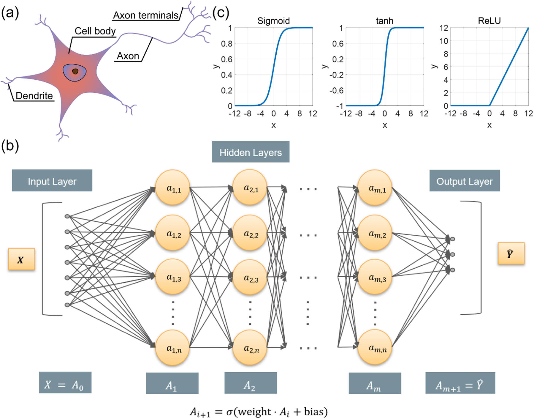 (a) Illustration of a biological neuron. (b) FCLs-based neural network, in which all neurons in adjacent layers are connected. (c) Three widely used activation functions: Sigmoid, tanh, and ReLU.