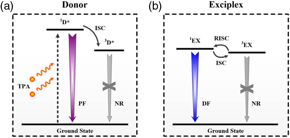 (a) Schematic diagram of the one-/two-photon excited fluorescence process in conventional exciton-type molecules. (b) Schematic of the fluorescence enhancement from the TADF process. TPA, two-photon absorption; 1D*, singlet state of donor; 1EX, singlet states of DA exciplex; 3EX, triplet states of DA exciplex; ISC, intersystem crossing; RISC, reverse intersystem crossing; PF, prompt fluorescence; DF, delayed fluorescence; and NR: nonradiative transition.
