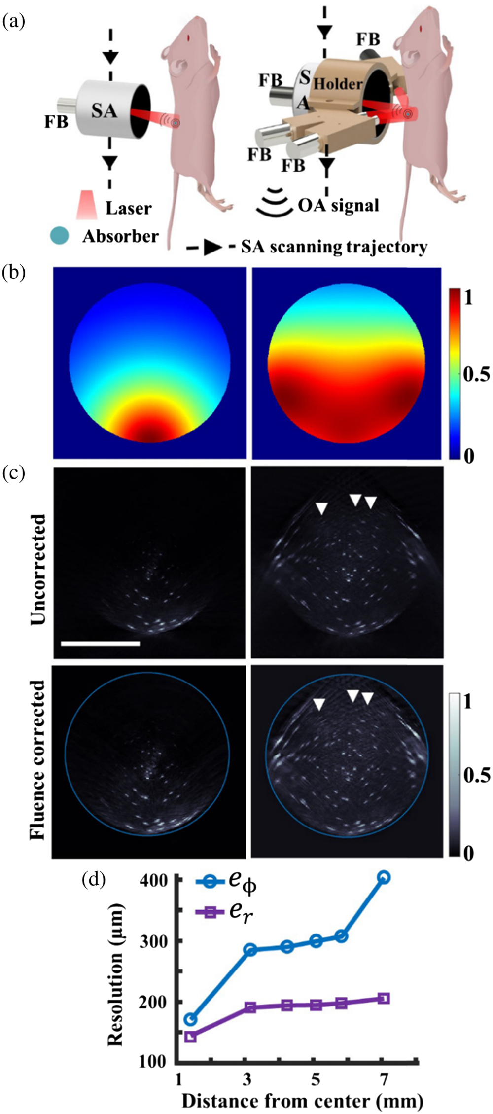 Single-sweep volumetric optoacoustic tomography (sSVOT) system characterization. (a) Schematic of the sSVOT scanner showing the difference between the single-beam illumination based (left) and multibeam illumination (right) approach. SA, spherical array; FB, fiber bundle; and OA, optoacoustic. (b) Simulated light distribution models for single-beam illumination (left) and multibeam illumination (right). (c) Maximum intensity projections (MIPs) across cross-sectional view demonstrating the spheres using single-beam (top left) and multibeam illumination (top right) approaches at single position of the spherical array. The corresponding fluence corrected images are shown at the bottom row. Arrows point to the spheres that appeared after the fluence correction. (d) Characterization of the reconstructed microsphere size in the central imaging plane along the radial (er) and azimuthal (eϕ) directions. Scale bar: 1 cm.