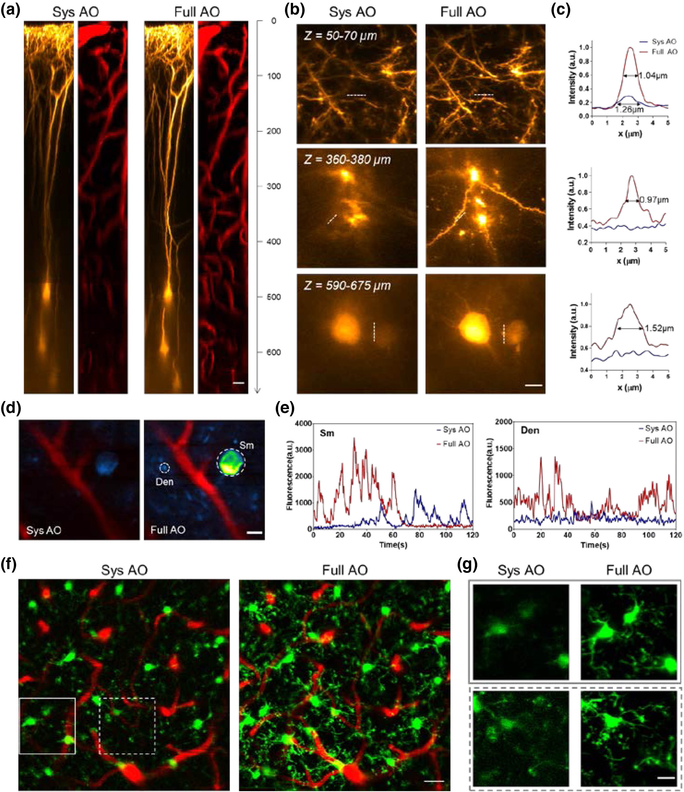 AO improves structural and functional brain imaging in vivo through the thinned-skull window. (a) xz maximum-intensity projection (MIP) images of the pyramidal neurons (orange) and microvasculature (red) in Thy1-YFP mice through a thinned-skull window (50 μm in thickness) with system correction only (left) and full AO correction (right). AO corrections was performed every 50 μm of depth. Similar results were performed at 5 sites from 4 mice, for a total n=5. Scale bar: 20 μm. (b) xy MIP of the stack images in (a). Scale bar: 5 μm. (c) Intensity profiles along the dashed lines in (b) with system (blue) and full (red) AO corrections. Lateral resolutions were estimated in terms of full width at half-maximum (FWHM). (d) In vivo imaging of spontaneous activity of neurons and dendrites in the somatosensory cortex of the CaMPK-GCaMP6s mice under light anesthesia. The neurons are shown as standard-deviation (STD) projections of 600 frames recorded at 340 μm below the pia with only system correction (left) or with full AO correction (right). Similar results for n=6. Scale bar: 10 μm. (e) Fluorescence traces for the soma (Sm) and dendrites (Den) as indicated by the dashed circles in (d). Background fluorescence measured from the nearby vessel location was subtracted from the fluorescence signal. (f) In vivo imaging of microglia (green) and microvessels (red) at 350–400 μm below the pia in the Cx3Cr1-GFP mice with system (left) and full (right) AO corrections. Full AO corrections were performed every 40 μm, and 5×5 subregions were stitched together to form the entire image. Similar results for n=5. Scale bar: 20 μm. (g) Magnified views of the boxed region in (d). Scale bar: 10 μm.