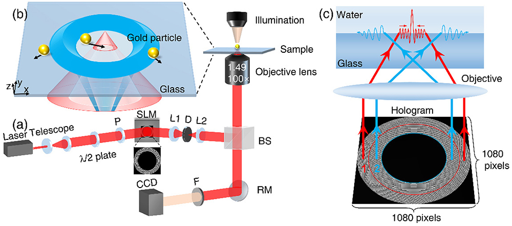 (a) Experimental setup of the holographic evanescent-wave tweezers system. Abbreviations: D, diaphragm; F, filter (532 nm); L, lens; P, polarizer; BS, beam splitter; RM, reflection mirror; SLM, spatial light modulator. (b) Schematic of single-particle trapping by using bifocal evanescent-wave tweezers. The central evanescent wave peak (red) can trap a single gold particle, while the donut-shaped evanescent wave (blue) repels all other particles outward. Two red/blue color beams have the same wavelength of 532 nm. (c) Schematic of the phase hologram design. The hologram contains 1080×1080 pixels. Two different annular holograms (Regions 1 and 2) are loaded on the SLM with different focusing phase combined with blazed grating phase. The focal point of the incident annular beam is above/below the glass–water interface under the phase modulation of the hologram in Region 1 (red)/Region 2 (blue), leading to inward (red)/outward (blue) propagation of excited evanescent wave at glass–water interface, respectively. The part of the beam lower than the total reflection angle is filtered and thus not coded on the hologram.