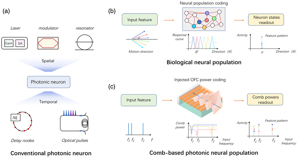 Conceptual illustrations of conventional photonic neurons, biological neural population, and the proposed comb-based photonic neural population (PNP). (a) Existing photonic neurons scale up in the spatial domain or temporal domain at the cost of physical complexity or response latency. The former is based on a single structure or devices, such as lasers [9–14" target="_self" style="display: inline;">–14], modulators [15], and resonators [16,17]. The latter relies on the temporal nodes, such as in reservoir computing [18] and optical pulses in an Ising machine [19]. (b) Schematic of the biological neural population with an input of motion direction. The neurons respond to different parts of the input range in a distributed manner (known as the bell-shape tuning curves). Complex input patterns can be represented by neural population coding and classified by an efficient readout process. (c) The proposed comb-based PNP. An injected optical frequency comb (OFC) can nonlinearly respond to input patterns in the frequency domain. Photonic tuning curves and comb power coding are exploited for processing complex input patterns. The comb powers can be obtained by a one-time readout, which ensures a low response latency.