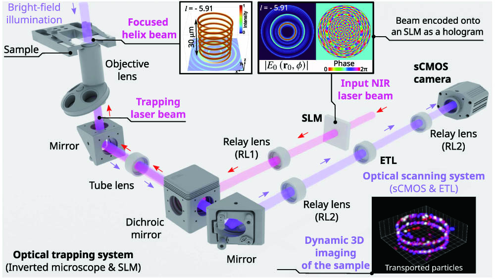 Sketch of the experimental setup: optical trapping system (inverted widefield microscope and an SLM) and an optical scanning system [sCMOS camera and electrically tunable varifocal lens (ETL)] used for dynamic 3D imaging of the sample at a frame rate of 10 Hz. A collimated input laser beam (wavelength of λ0=1064 nm) illuminates the SLM, where the beam [Eq. (22)] has been encoded as a hologram. The encoded beam is projected (using the relay lens RL1 and the microscope’s tube lens, both with focal length of 200 mm) onto the back aperture of the objective lens (Nikon, 1.45 NA) that focuses the helix beam over the sample. The dynamic 3D image is reconstructed by a computer from the set of through-focus bright-field images collected by the scanning system. The achromatic relay lens RL2 has a focal length of 150 mm.