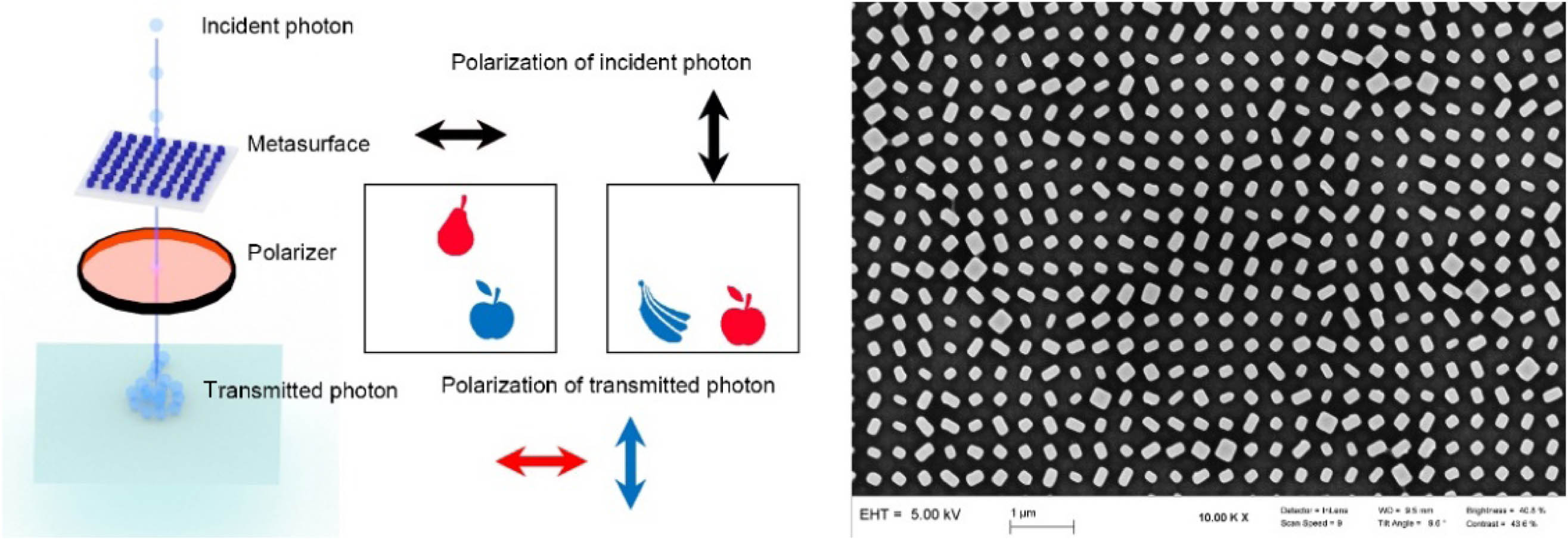 Schematic of quantum metasurface holography. The black arrow indicates the polarization state of incident photons, the red pattern indicates that the polarizer transmits horizontally polarized light, and the blue pattern indicates that the polarizer transmits vertically polarized light. On the right is the scanning electron microscope (SEM) image of our metasurface sample.