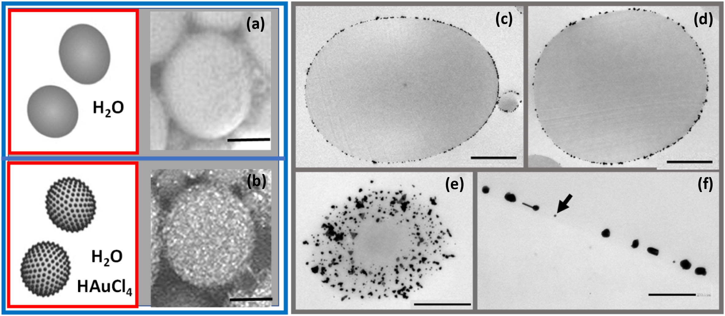 (a) and (b) Sketches and SEM images of NMPs and AuNMPs; scale bars 2 μm; (c) and (d) TEM images of thin central sections of different AuNMPs; scale bars 2 μm; (e) TEM image of a section near to the edge of an AuNMP; note the AuNPs’ distribution on the surface; scale bar 1 μm. (f) AuNPs located at the NMP surface, magnification of (c); scale bar 200 nm.