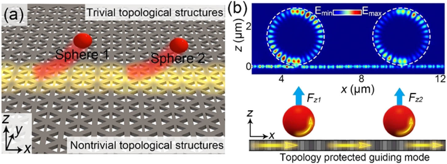 Schematic of resonant optical manipulation using a topology-protected guiding channel. (a) The proposed new system is based on a topological photonic structure (the gray substrate), which supports a topology-protected guiding mode. Both sphere 1 and sphere 2 (the red spheres) are resonantely repelled from the substrate. (b) When particle 1 resonantly interacts with the incident light, a large repulsive force Fz1 is obtained. At the same time, the optical force Fz2 on particle 2 is also large enough, because the topologically protected mode almost keeps its original form after the resonant interaction with sphere 1. This merit makes multiple and parallel resonant optical manipulation possible.
