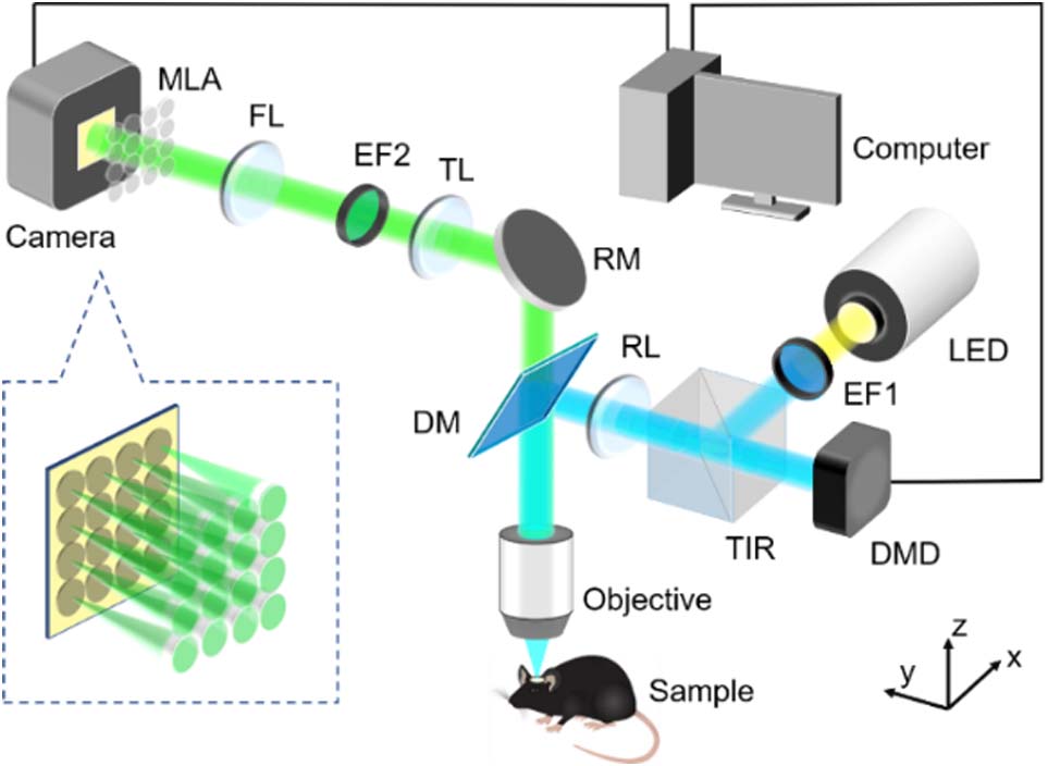 System scheme of RFLFM. EF1, excitation filter 1; TIR, total internal reflection prism; DMD, deformable mirror device; RL, relay lens; DM, dichroic mirror; RM, reflector mirror; TL, tube lens; EF2, emission filter 2; FL, Fourier lens; MLA, microlens array. A DMD is used in the illumination path to project the uniform and structured illumination patterns, and a TIR is used to separate the incident beam and reflected beam on the DMD. The camera exposure is synchronized with each illumination pattern by the computer. A conventional FLFM imaging path is built to record images at different views. The inset shows the distribution of spatial frequency domain on the MLA.