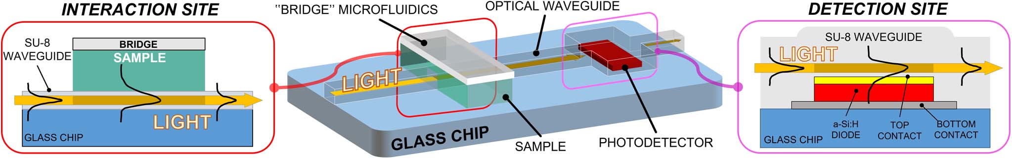 Evanescent waveguide lab-on-chip basic structure, with two sectioned insights on the sample–waveguide interaction site (left side) and on the waveguide–photosensor detection site (right site).