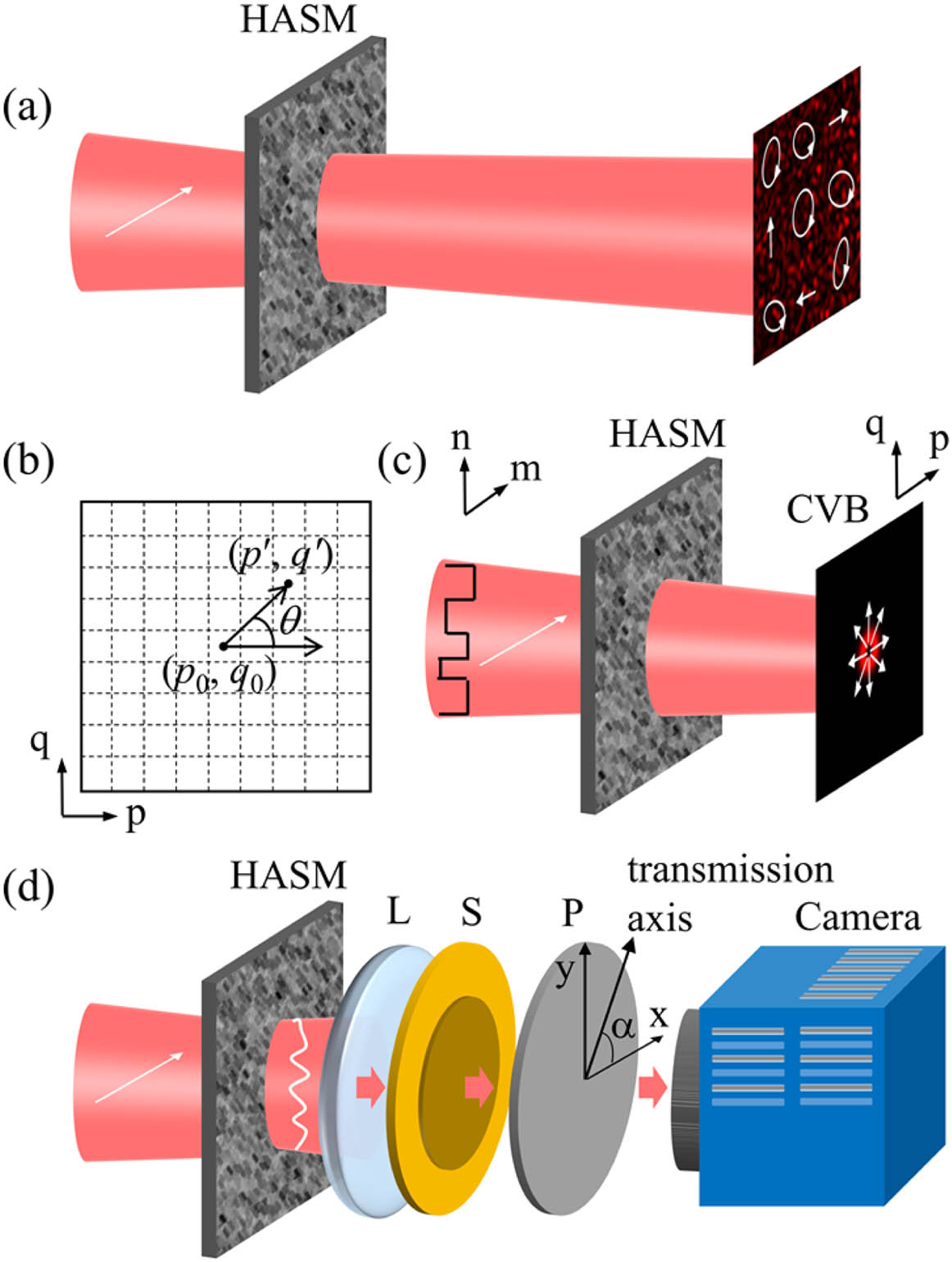 Principle of constructing CV beams through HASM with a single scalar TM calibration. (a) Multiple scattering scrambles the wavefront of the incident linearly polarized beam, and the transmitted light is composed of all spatial modes in different polarization states. (b) Definition of the output coordinates. (c) A CV beam can be produced through HASM with the input field reshaped according to Eq. (3). (d) Principal schematic of TM calibration to shape CV beams through HASM with a single scalar TM calibration. HASM, highly anisotropic scattering medium; L, lens; S, S-waveplate; P, polarizer; CVB, cylindrical vector beam.