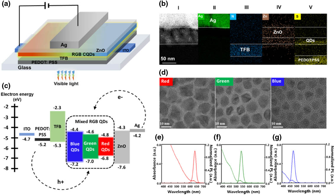 Architecture and physics of QLEDs with bias-tunable color. (a) Schematic of the device architecture. (b) Cross-sectional TEM image (I) and EDS compositional mapping images (II–V) of the fabricated QLEDs. (c) Energy band diagram of QLEDs. (d) HR-TEM images of R/G/B QD materials. Absorption spectra and normalized PL spectra of (e) R, (f) G, and (g) B QDs.