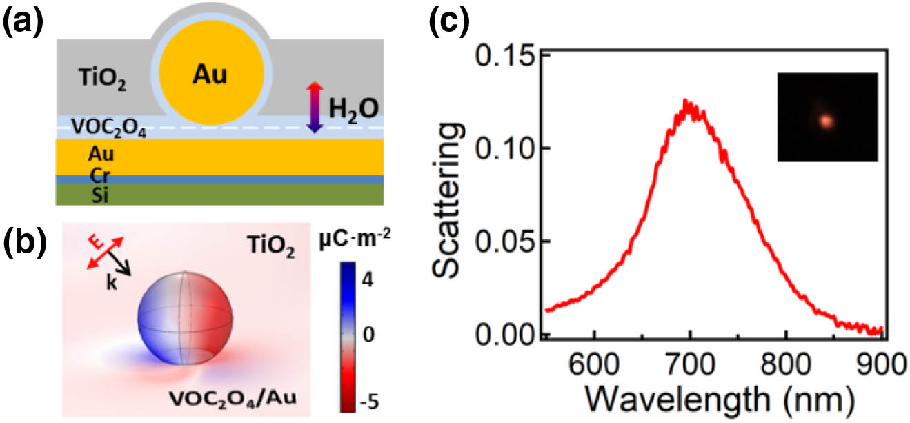 Design of thermo-responsive plasmonic system with VOC2O4 films. (a) Scheme of Au NPoM with VOC2O4 spacer and overcoated TiO2 film. The white dashed line indicates another layer of VOC2O4 coating. (b) Charge distribution profile of the Au NPoM with VOC2O4 spacer (14 nm). (c) Scattering spectrum of an Au NPoM with 14 nm VOC2O4 film in the gap. Inset is the dark field image of the Au NPoM.