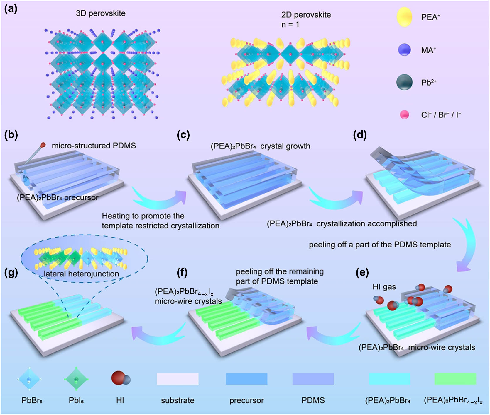 (a) Schematic diagram of 3D perovskite and 2D Ruddlesden–Popper perovskite structures; (b)–(d) schematic diagram of process for preparing (PEA)2PbBr4 microwire crystals by imprinting; (e)–(g) regioselective ion exchange preparation of (PEA)2PbBr4–(PEA)2PbBr4−xIx lateral heterojunction.