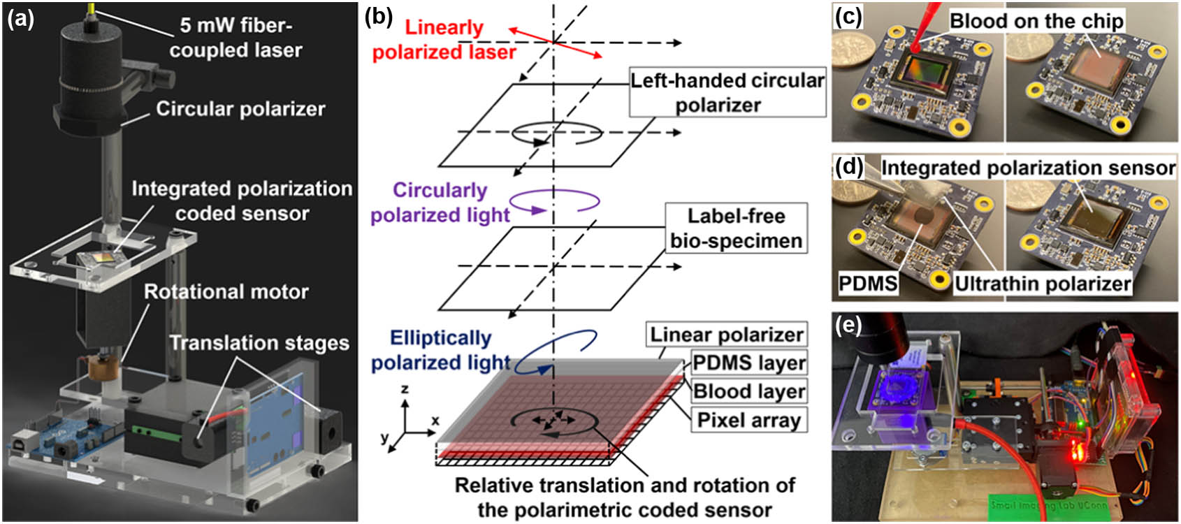 Schematic diagram and operation of the lensless polarimetric coded ptychography (pol-CP) platform. (a) A circular polarizer transforms linearly polarized light from the laser diode into circularly polarized light, which then interacts with the specimen. The exit wave is recorded by the integrated polarimetric coded image sensor. (b) Illustration of changes in the polarization state within the pol-CP system. (c) A 2 μL sample of goat blood is smeared onto the sensor’s coverglass and fixed with ethyl alcohol, forming a thin and dense blood-cell layer that acts as a high-performance scattering lens with a theoretically unlimited field of view. (d) An ultrathin polarizing film is adhered to the blood-cell layer, forming an integrated polarimetric coded image sensor. (e) The pol-CP prototype features a polarimetric coded sensor mounted on programmable stages, allowing control over both rotational and translational motions.