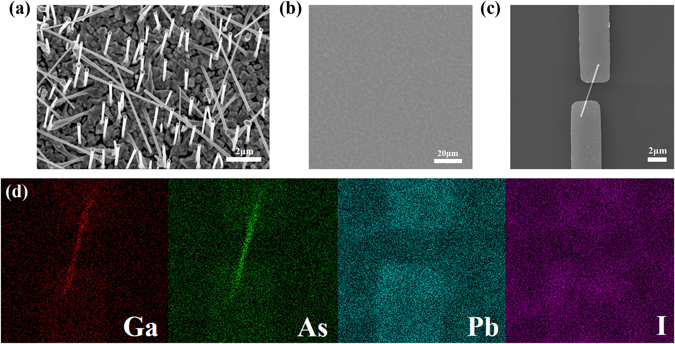 (a) SEM image of as-grown GaAs NWs, (b) the perovskite surface, (c) the photodetector, and (d) the EDS elemental mapping images of the perovskite/GaAs hybrid structure photodetector.