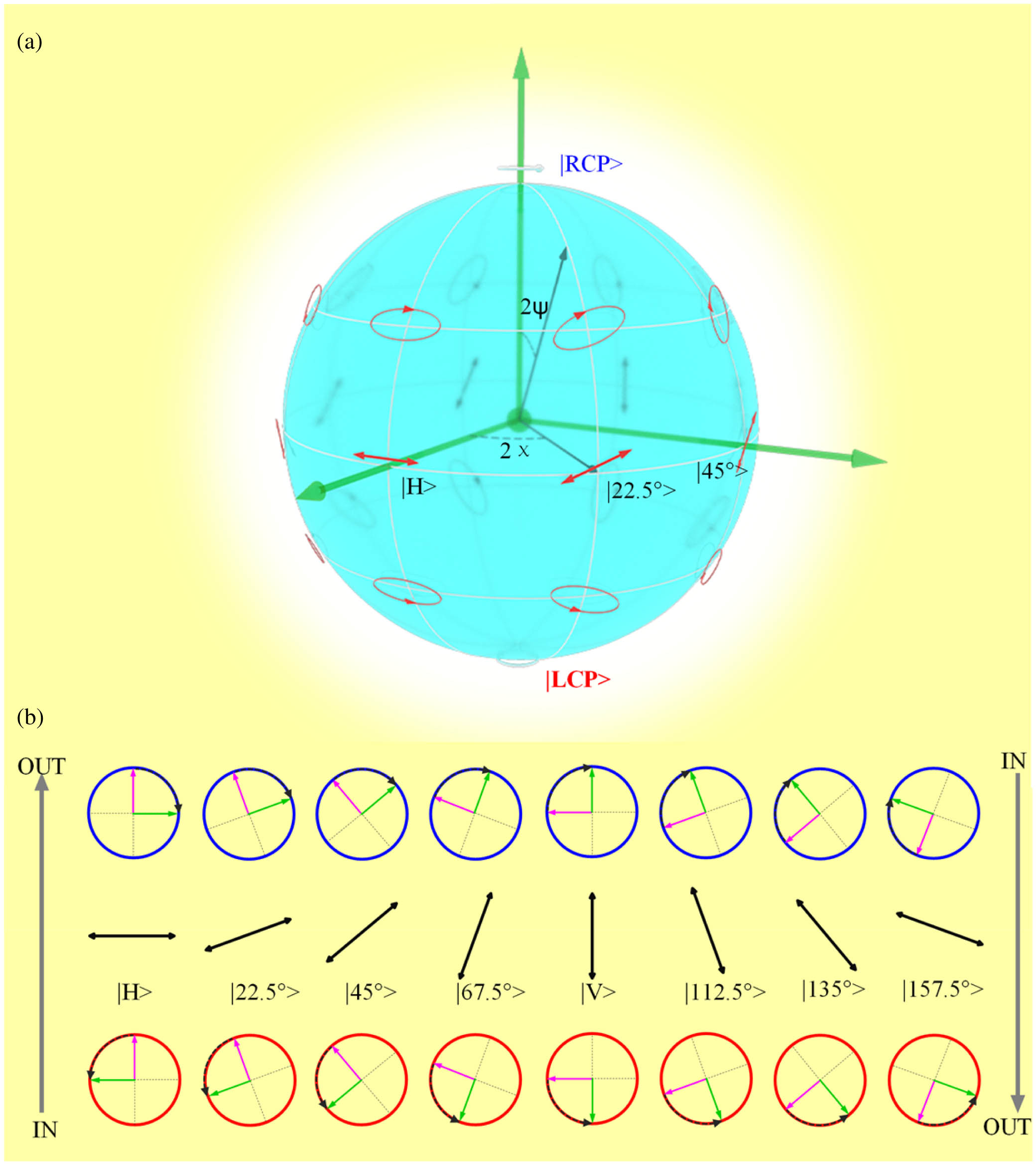 Geometric phase by rotation. (a) Schematic diagram of the Poincaré sphere. (b) Schematic diagram of the evolutionary path for the circular polarization on the Poincaré sphere. IN represents the incident polarization state, and OUT represents the reflected polarization state. The evolutionary path for the circular polarization on the Poincaré sphere must pass a point at the equator (middle row). Each column represents an evolutionary path. The top row is the RCP state, the middle row is the linear polarization state with a different polarization angle, and the bottom row is the RCP state. Green and purple arrows indicate the electric and magnetic fields, and black arrows show the polarization vectors, respectively [32].