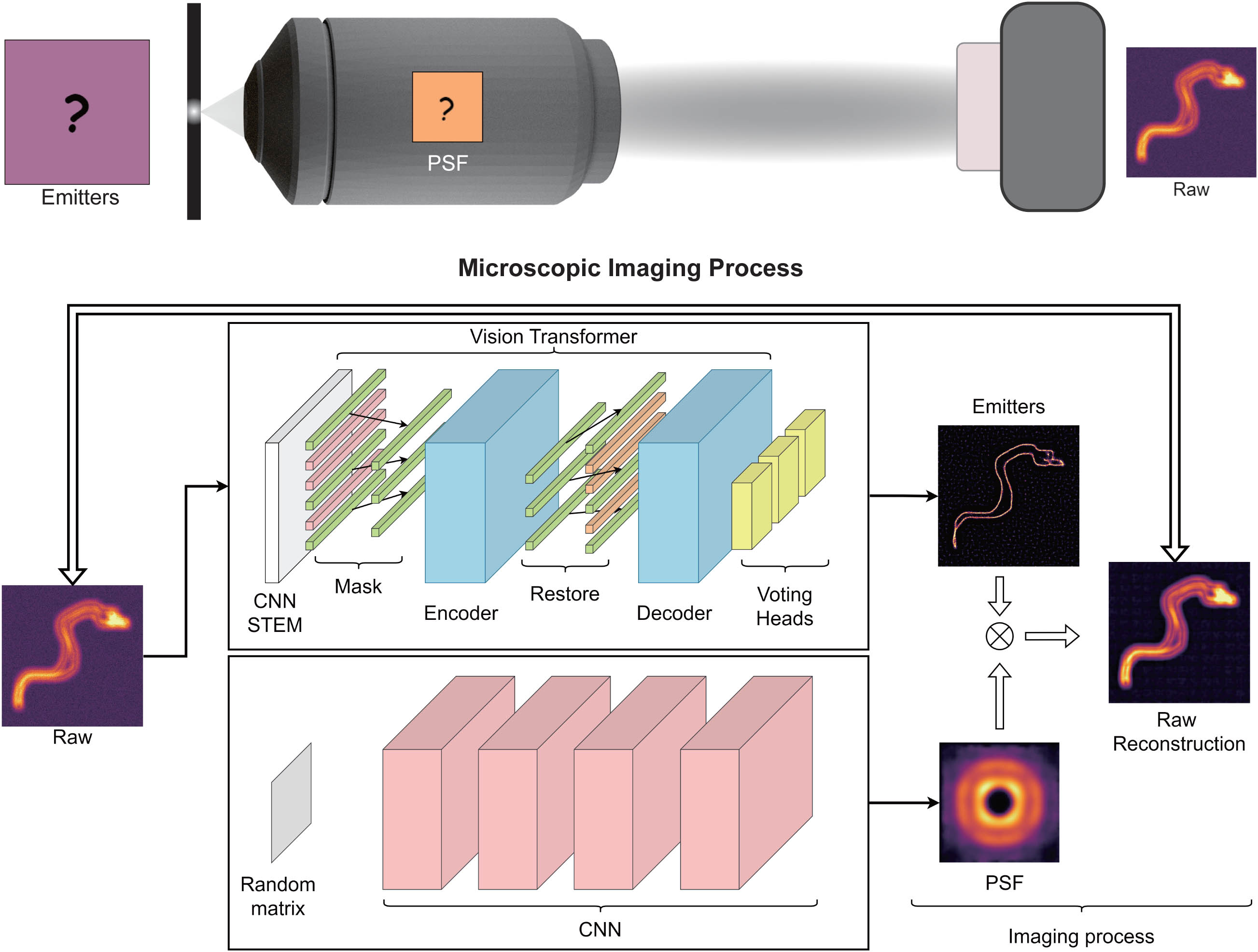 PiMAE overview. PiMAE, a physics-informed masked autoencoder, is proposed to learn the imaging mechanism of an optical microscope.