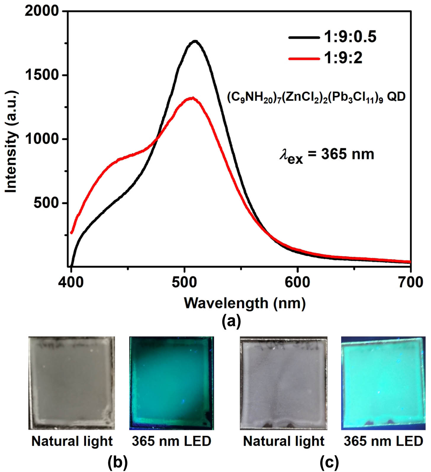 Photoluminescence of (C9NH20)7(ZnCl2)2(Pb3Cl11)9 QD film. (a) Photoluminescence emission spectra. 1:9:2 and 1:9:0.5 are the molar ratios of perovskite quantum dot components. (b), (c) Comparison of 1:9:2 (b) and 1:9:0.5 (c) quantum dot films under sunlight and UV light irradiation.