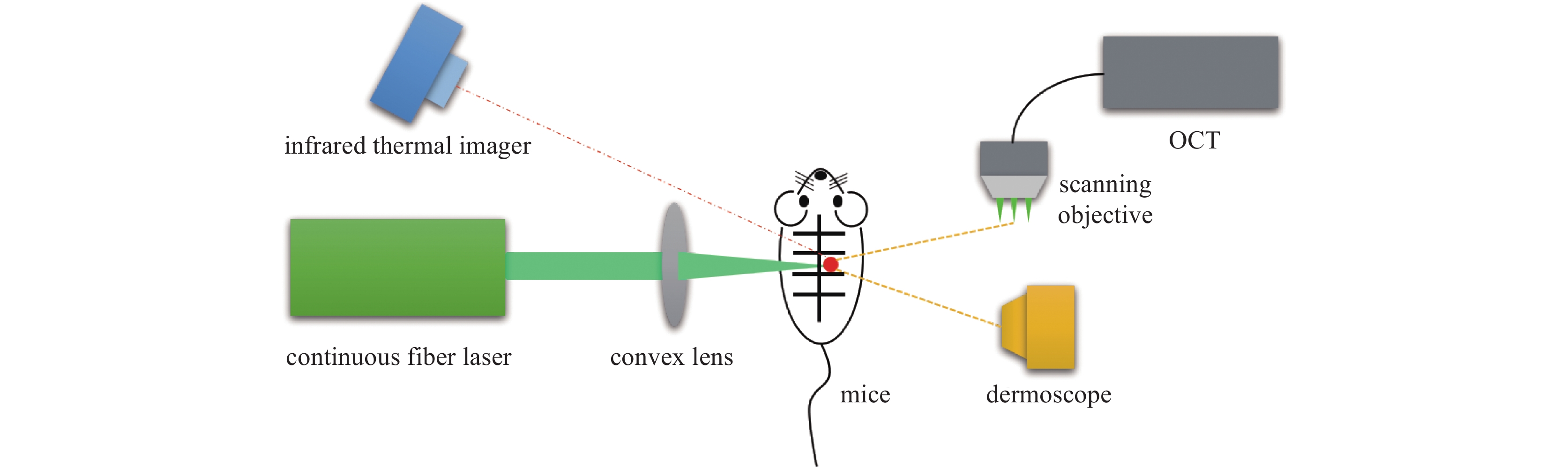 Light path diagram of 1064 nm laser radiation on living mice skin