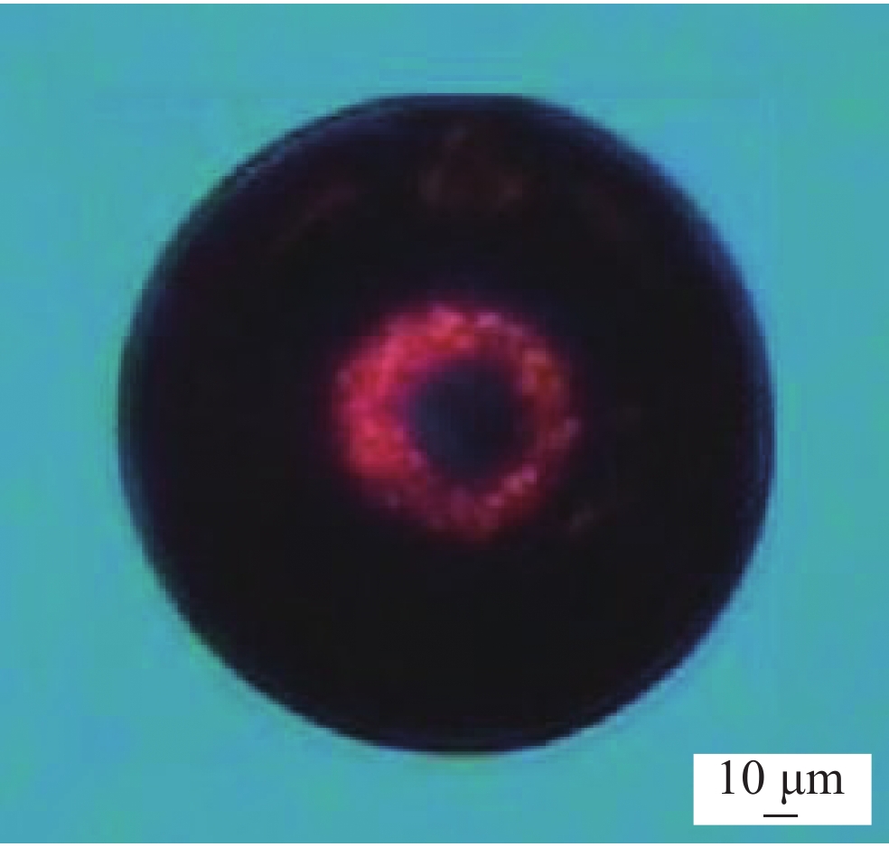 Micrograph of spherule