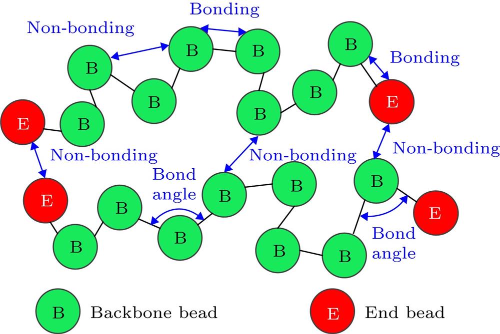 Schematic of interaction among beads.粒子间相互作用势