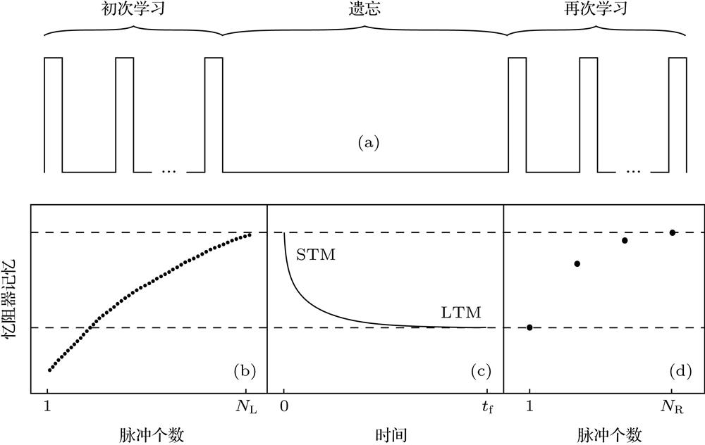 Illustration of “learning-forgetting-relearning” experiment: (a) The applied voltage in each period of this experiment; (b)−(d) the change of memristor memory during the first learning process, forgetting process, and the memory recovery period of relearning process, respectively.NL, tf, and NR stand for the number of applied pulses in the first learning process, the forgetting time, and the number of applied pulses in the memory recovery period of the relearning process, respectively.“学习-遗忘-再学习”实验过程的示意说明 (a) 实验各个阶段施加在忆阻器上的电压; (b)−(d) 依次为初次学习过程、遗忘过程、再次学习的记忆恢复过程中忆阻器记忆的变化情况, 横坐标中NL, tf, NR分别表示初次学习的脉冲数量、遗忘过程的时长、再次学习的记忆恢复过程所经历的脉冲数量