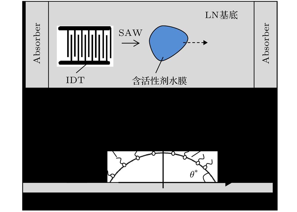 Schematic diagram of thin water film with surfactant on a SAW device: (a) Top view; (b) front view.放置在SAW器件上的含活性剂薄水膜示意图 (a)俯视图; (b)正视图