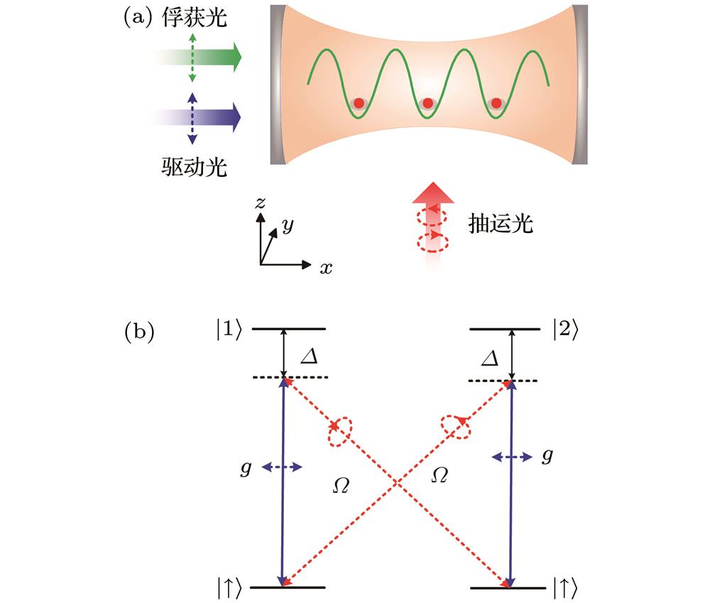 (a) The ultracold fermions are trapped in a quasi-one-dimensional background optical lattice along the cavity axis . These fermions are pumped by two circular-polarized transverse (along ) lasers and the cavity mode is driven by a linear-polarized longitudinal (along ) laser. (b) the atomic energy levels and their transition. See main text for the corresponding transition processes and the definition of the labels.(a)超冷费米气沿着腔轴方向被俘获在准一维背景光学晶格中, 费米气被两束圆偏振的横向(沿着方向)抽运激光驱动, 腔模由一束线偏振的纵向(沿着方向)驱动光驱动; (b)费米子的能级跃迁图, 图中相关的跃迁过程和符号的定义见正文