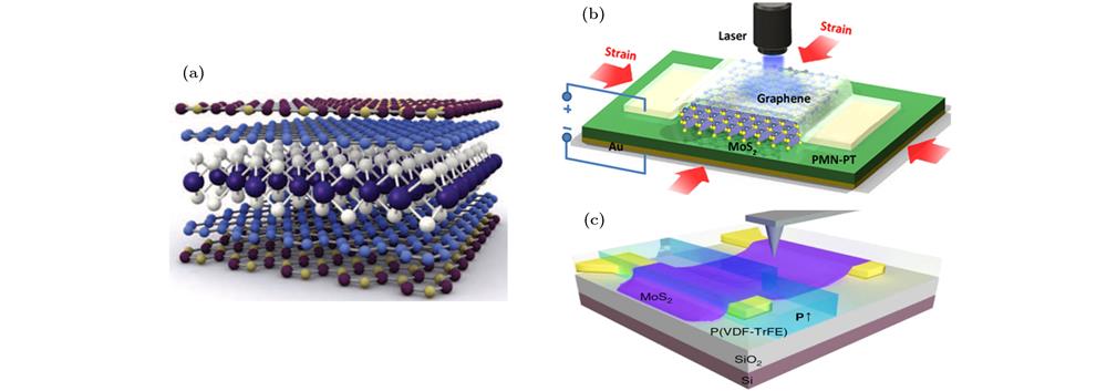 The schematic diagrams: (a) 2D Materials with intercalation[10]; (b) graphene/MoS2/PMN-PT heterostructure[11]; (c) MoS2/P(VDF-TrFE)/SiO2/Si heterostructure[5].结构示意图 (a) 中间插层的二维材料[10]; (b) 石墨烯/MoS2/PMN-PT异质结[11]; (c) MoS2/P(VDF-TrFE)/SiO2/Si异质结[5]