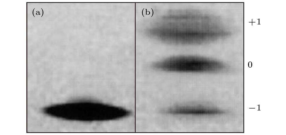 Optical trapping of 23Na condensates in all F = 1 hyperfine states: shown are absorption images after (a) 250 ms and (b) 340 ms of optical confinement.光势阱中F = 1 23Na凝聚体的超精细态[16]. (a) 250 ms时光势阱中钠原子的吸收图像; (b) 340 ms时光势阱中钠原子的吸收图像