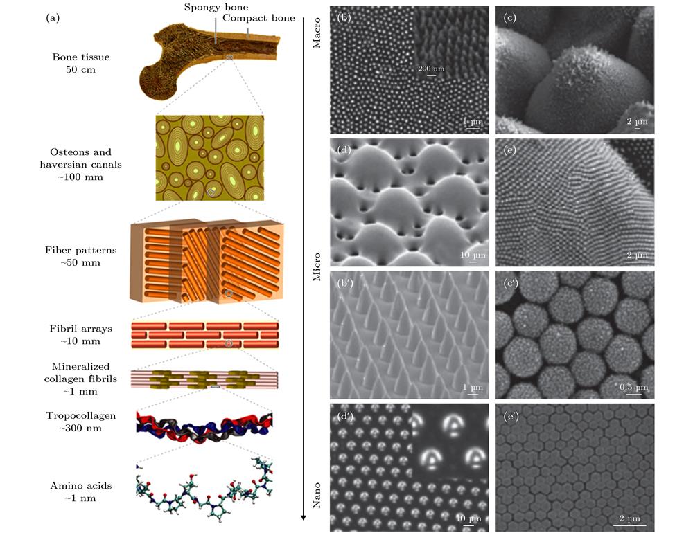 (a) From the nanoscale of protein molecules to the macroscopic scale of physiology, the hierarchical structure of bone has significant characters of strong toughness and impact resistance[4]; structures found on surfaces of plants and animals (b)−(e) and biomimetic, particle-based microstructures (b')−(e')[5]: (b) the antireflective wings of a cicada[6]; (c) the superhydrophobic leaves of taro[7]; (d) lenses in the peripheral layer of the dorsal arm plate of a brittle star[8]; (e) the corneal nipple arrays of a peacock butterfly[9]; (b') antireflective silicon cone arrays[10]; (c') superhydrophobic, raspberry-like arrangements[11]; (d') micro-lenses from calcium carbonate (that show the magnified letter “A” here)[12]; (e')superhydrophilic, self-cleaning titania nanocolumns[13].