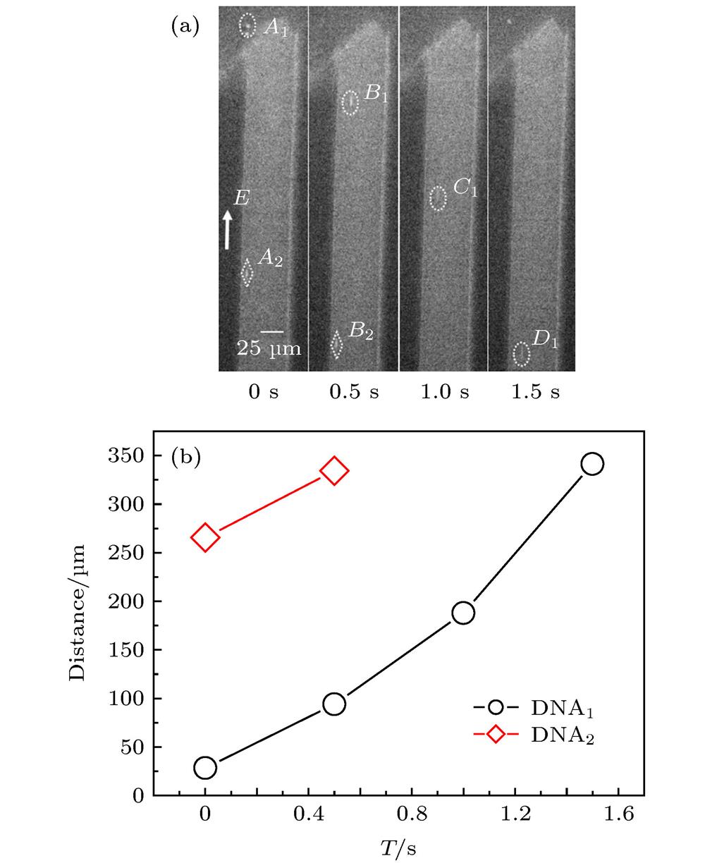 DNA molecules enter the microchannel from the trans port and migrate inside (E = 3.75 × 103 V·m–1): (a) CCD photographs; (b) DNA molecular position.