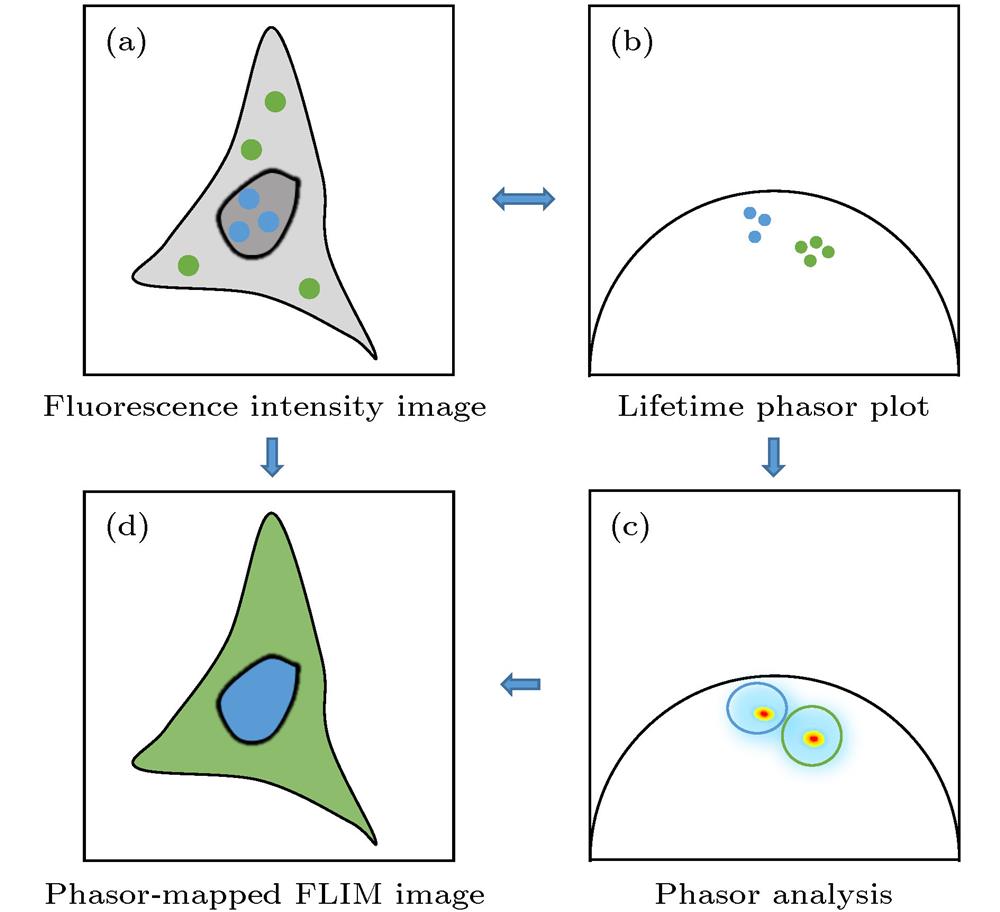 Schematic diagram of phasor-FLIM application:(a) Fluorescence intensity image with untreated lifetime information; (b) lifetime phasor plot obtained by PA analysis; (c) direct analysis of lifetime phasors; (d) phasor-mapped FLIM image based on phasor clustering analysis and pseudo-color assignment.