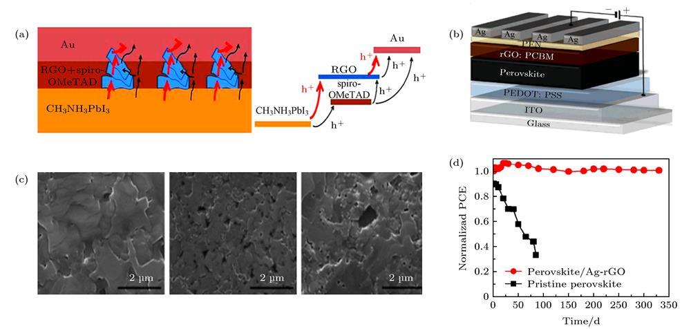 (a)Structural diagram and energy level diagram of the perovskite solar cell based on the GO:Spiro-OMe-TAD composite HTL[20]; (b)structural diagram of the perovskite solar cell based on the rGO:PCBM composite ETL[22]; (c)SEM images of perovskite films on different substrates (ITO/GO, ITO/PEDOT:PSS, and bare ITO)[29]; (d)PCE degradation trend for the perovskite solar cells with/without Ag-rGO after 330 days storage in 45%–55% relative humidity at room temperature[38].