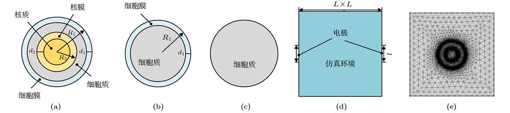 Simulation model (a)−(c) Model of cell; (d), (e) model of simulation area.